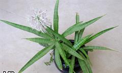 سانسوریا دونِری